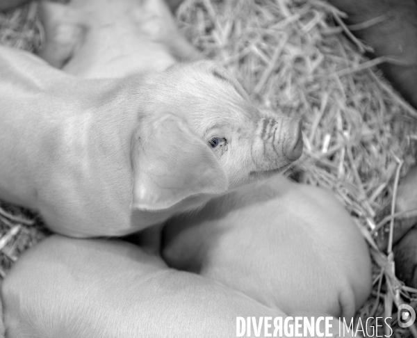 Salon de l Agriculture. Portraits des animaux.  Agricultural show. Animal portraits