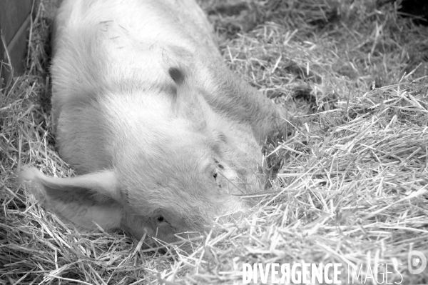 Salon de l Agriculture. Portraits des animaux.  Agricultural show. Animal portraits