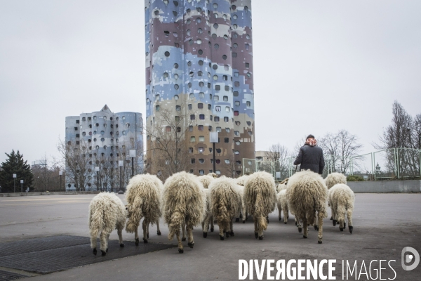 Nanterre, ses Nuages et ses Moutons