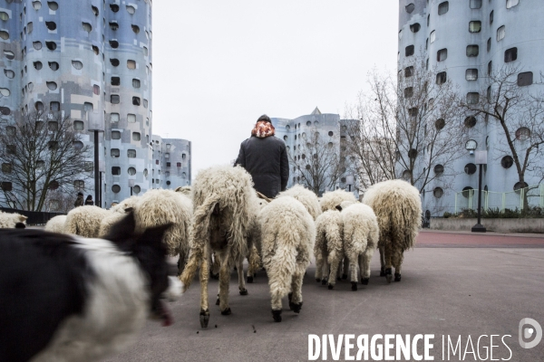 Nanterre, ses Nuages et ses Moutons