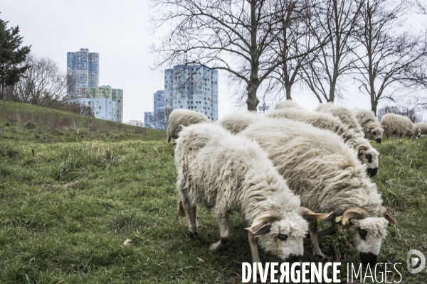 Nanterre, ses Nuages et ses Moutons