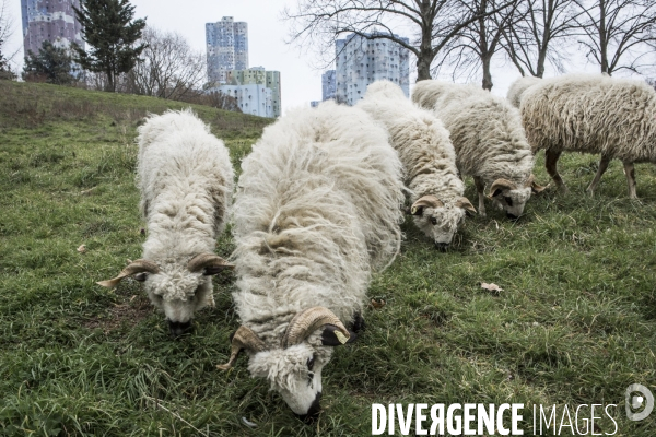 Nanterre, ses Nuages et ses Moutons