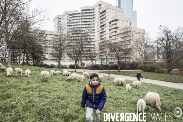 Nanterre, ses Nuages et ses Moutons