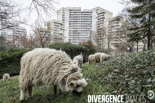 Nanterre, ses Nuages et ses Moutons