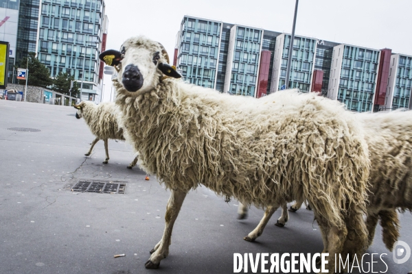 Nanterre, ses Nuages et ses Moutons