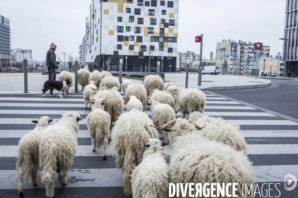 Nanterre, ses Nuages et ses Moutons