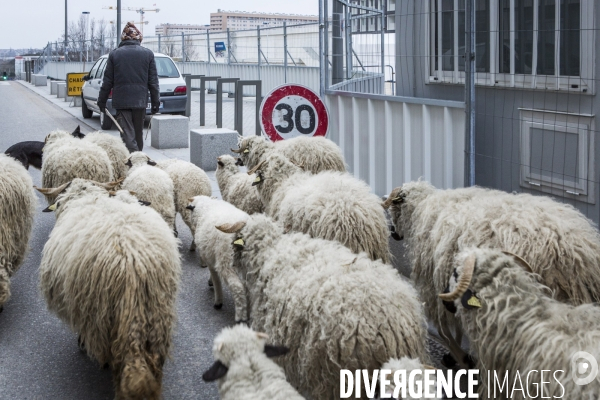 Nanterre, ses Nuages et ses Moutons