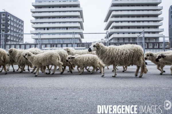 Nanterre, ses Nuages et ses Moutons