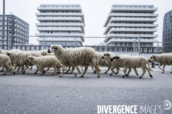 Nanterre, ses Nuages et ses Moutons