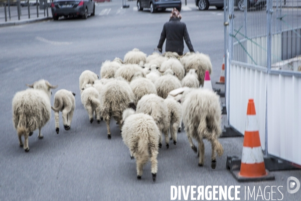 Nanterre, ses Nuages et ses Moutons