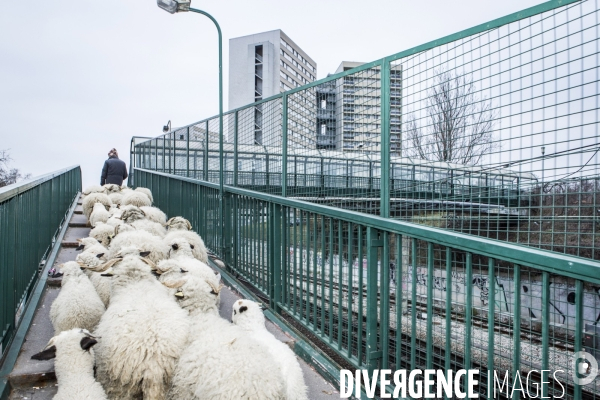 Nanterre, ses Nuages et ses Moutons