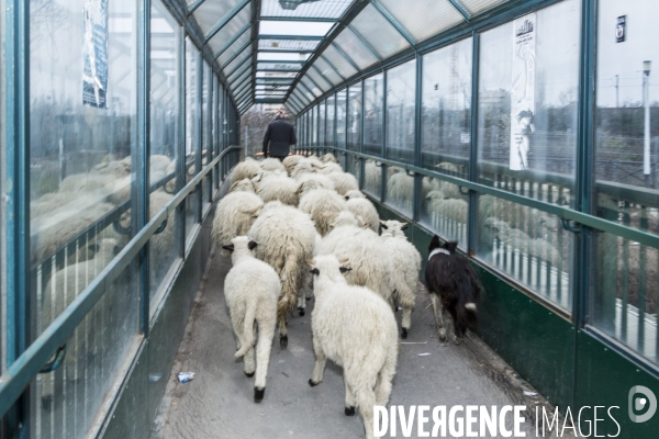 Nanterre, ses Nuages et ses Moutons