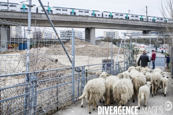 Nanterre, ses Nuages et ses Moutons