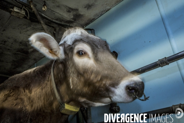 Les Brunes-Portraits de Vaches laitieres