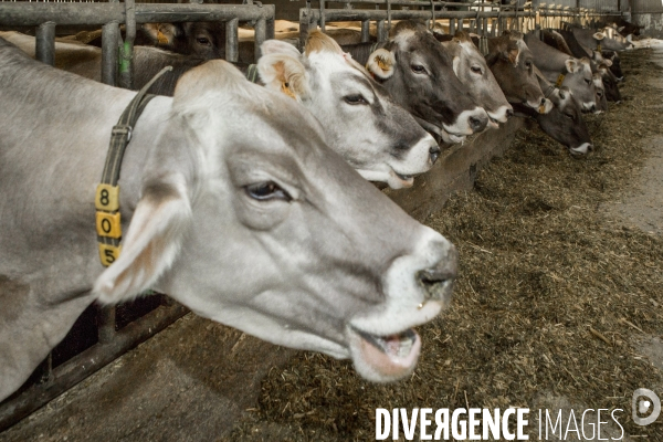 Les Brunes-Portraits de Vaches laitieres