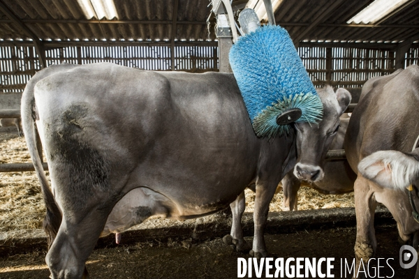 Les Brunes-Portraits de Vaches laitieres