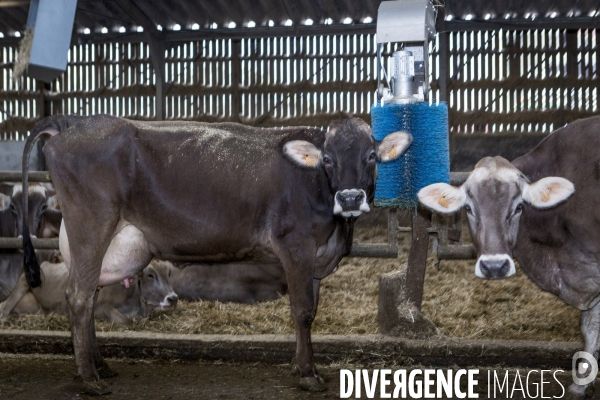 Les Brunes-Portraits de Vaches laitieres