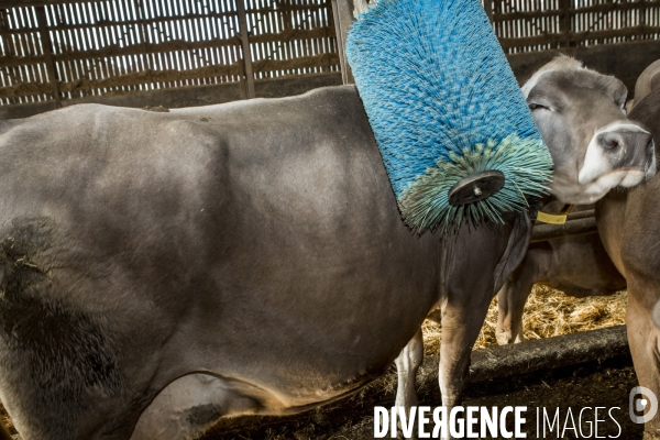 Les Brunes-Portraits de Vaches laitieres