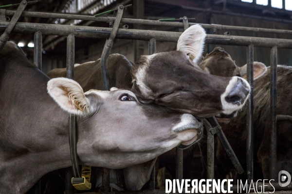 Les Brunes-Portraits de Vaches laitieres