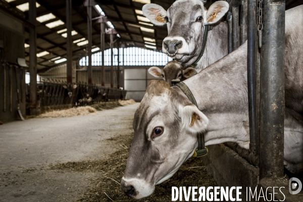 Les Brunes-Portraits de Vaches laitieres