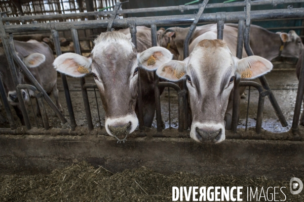 Les Brunes-Portraits de Vaches laitieres