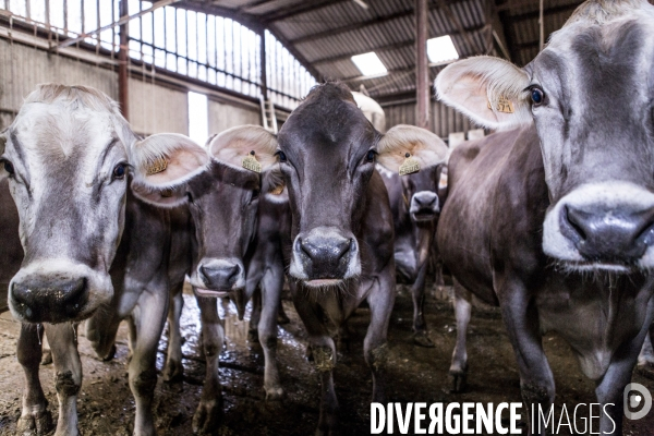 Les Brunes-Portraits de Vaches laitieres