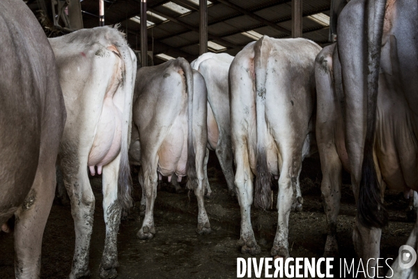 Les Brunes-Portraits de Vaches laitieres