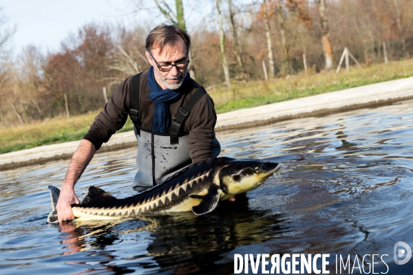 Production de caviar français