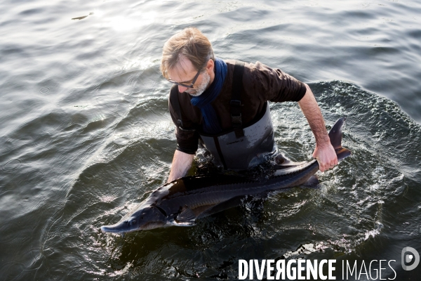 Production de caviar français