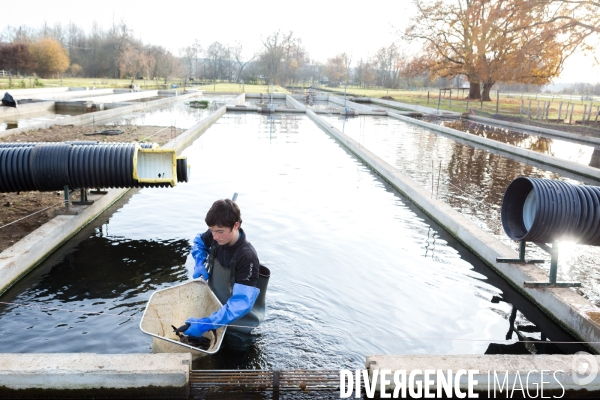 Production de caviar français