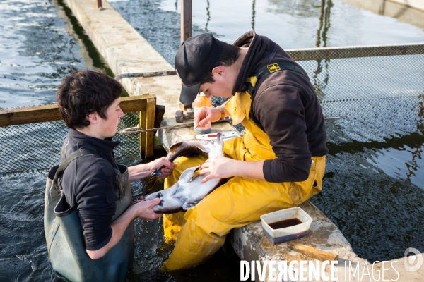 Production de caviar français