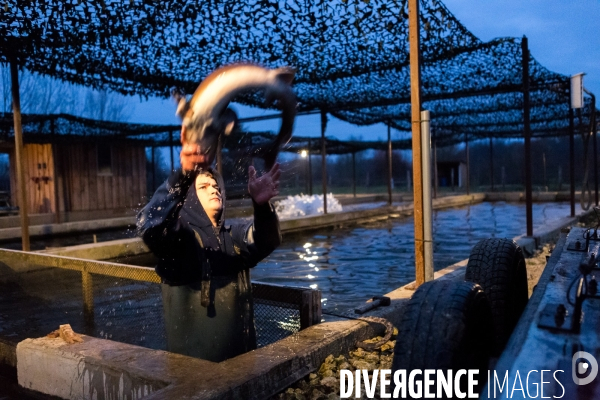 Production de caviar français