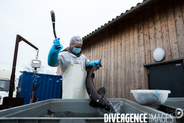 Production de caviar français