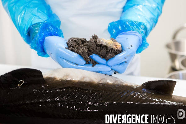 Production de caviar français
