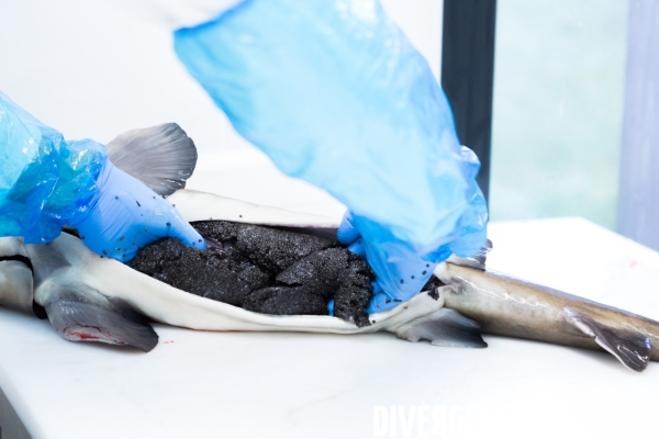 Production de caviar français