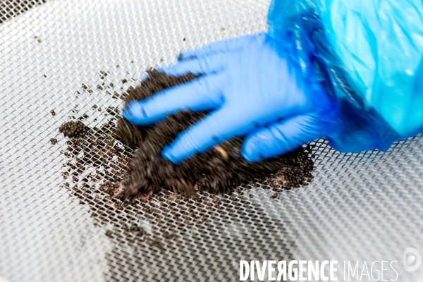 Production de caviar français