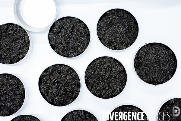 Production de caviar français