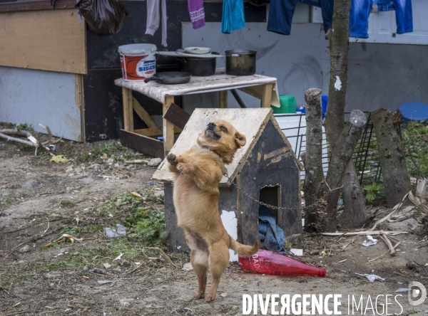 Champs sur Marne, bidonville roumain construit dans une zone boisée.