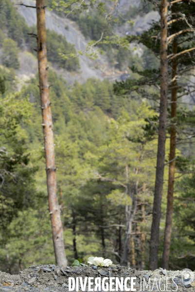 Chemin du Recueillement sur le site du crash de la Germanwings 1 an après.