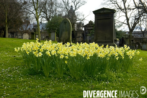 Edimbourg.Jonquilles au  cimetiere de Greyfrias